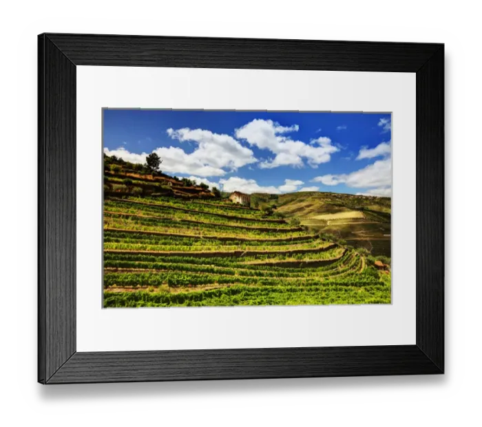 Framed Print : Europe; Portugal; Duoro Valley; Terraced Vineyards linning the hills of the Duoro Valley Framed Print : Europe; Portugal; Duoro Valley; Terraced Vineyards linning the hills of the Duoro Valley