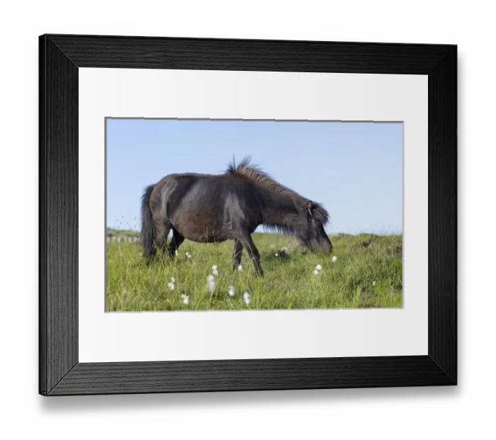 Framed Print : Eriskay Pony. A rare breed of pony called after the isle of Eriskay in the outer hebrides Framed Print : Eriskay Pony. A rare breed of pony called after the isle of Eriskay in the outer hebrides