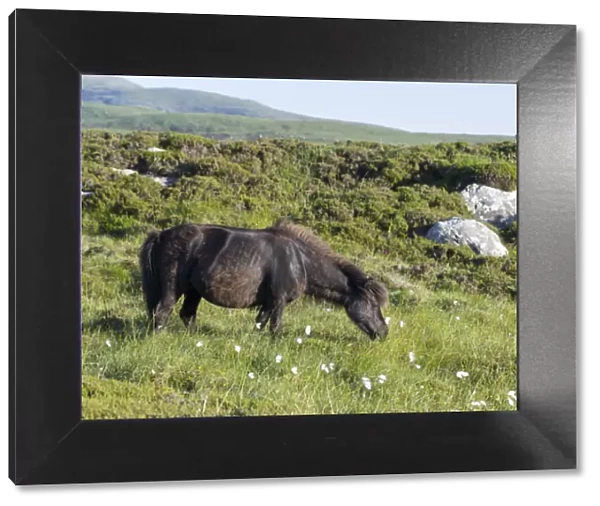 Eriskay Pony. A rare breed of pony called after the isle of Eriskay in the outer hebrides