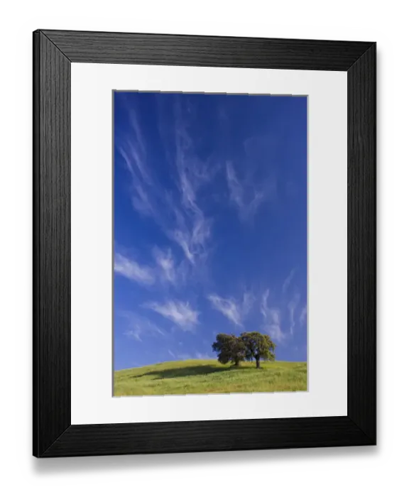 Framed Print : Trees in field on hillside in spring, near Olvera, Andalucia Framed Print : Trees in field on hillside in spring, near Olvera, Andalucia