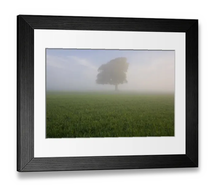 Framed Print : Spring tree in field, Gloucestershire, England, UK Framed Print : Spring tree in field, Gloucestershire, England, UK