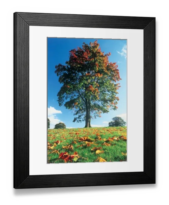 Framed Print : Autumn tree, Lake District, England, UK Framed Print : Autumn tree, Lake District, England, UK