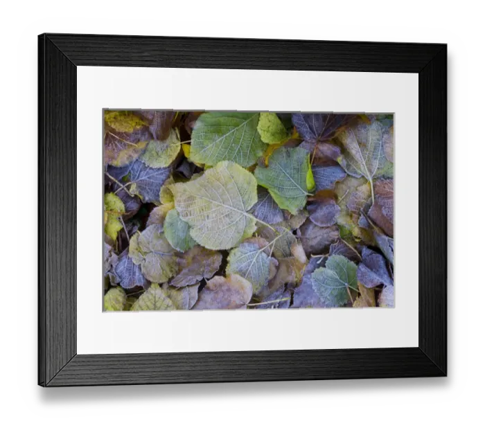 Framed Print : Frost on autumnal leaves, Gloucestsershire, UK Framed Print : Frost on autumnal leaves, Gloucestsershire, UK