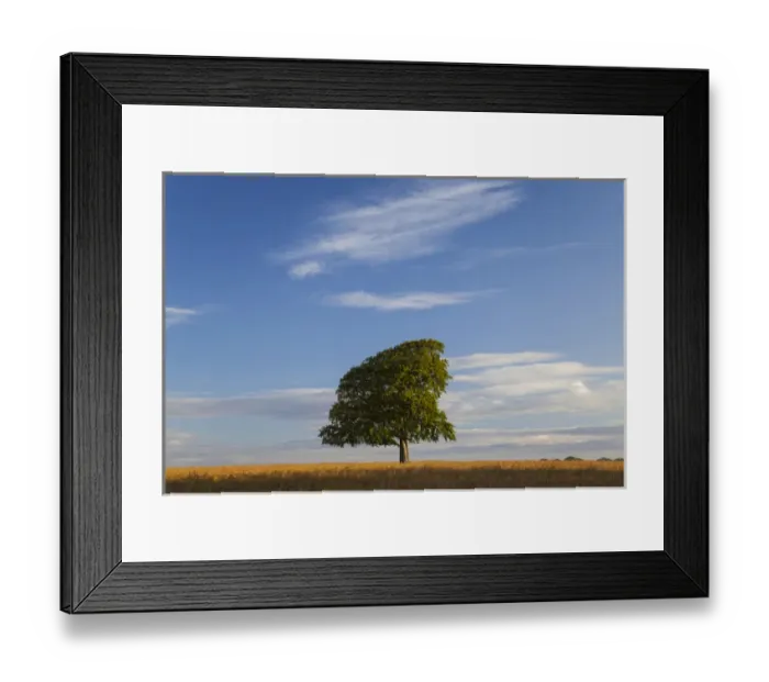 Framed Print : Rapeseed ready to harvest, summer, Gloucestershire, England, UK Framed Print : Rapeseed ready to harvest, summer, Gloucestershire, England, UK