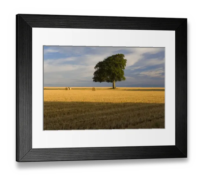 Framed Print : Summer tree & stubble, Gloucestershire, England, UK