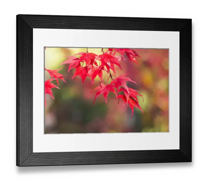 Framed Print : Japanese Maple Trees & Leaves Westonbirt Arboretum, Gloucestershire, England, UK Framed Print : Japanese Maple Trees & Leaves Westonbirt Arboretum, Gloucestershire, England, UK