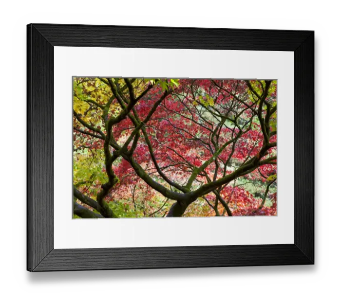 Framed Print : Autumn leaves, Westonbirt Arboretum, Gloucestershire, England, UK Framed Print : Autumn leaves, Westonbirt Arboretum, Gloucestershire, England, UK