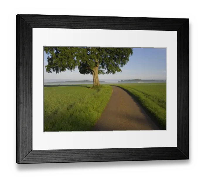 Framed Print : Spring tree and lane, Gloucestershire, UK Framed Print : Spring tree and lane, Gloucestershire, UK