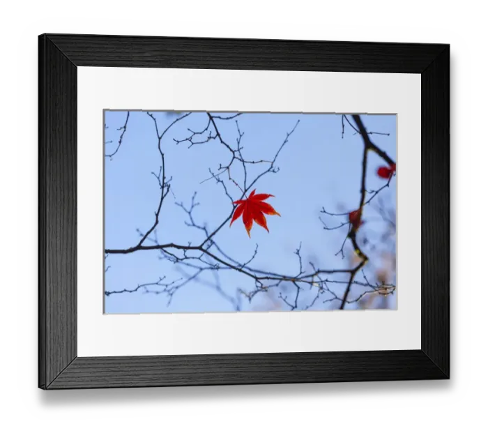 Framed Print : Japanese Mapel in Autumn colour, Westonbirt, Gloucestershire, England, UK Framed Print : Japanese Mapel in Autumn colour, Westonbirt, Gloucestershire, England, UK