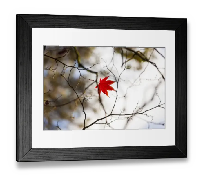 Framed Print : Japanese Mapel in Autumn colour, Westonbirt, Gloucestershire, England, UK Framed Print : Japanese Mapel in Autumn colour, Westonbirt, Gloucestershire, England, UK