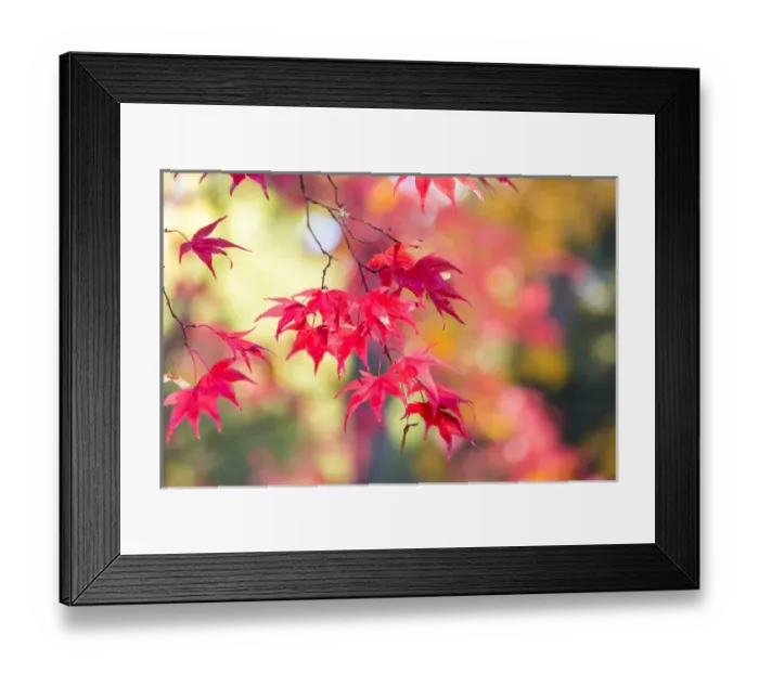 Framed Print : Japanese Mapel in Autumn colour, Westonbirt, Gloucestershire, England, UK Framed Print : Japanese Mapel in Autumn colour, Westonbirt, Gloucestershire, England, UK