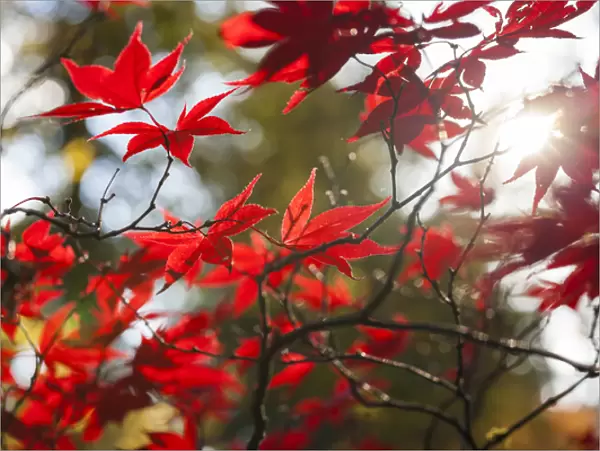 Japanese Mapel in Autumn colour, Westonbirt, Gloucestershire, England, UK