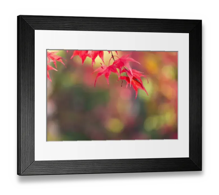 Framed Print : Japanese Mapel in Autumn colour, Westonbirt, Gloucestershire, England, UK Framed Print : Japanese Mapel in Autumn colour, Westonbirt, Gloucestershire, England, UK