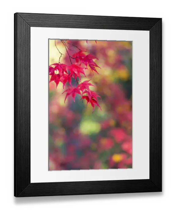 Framed Print : Japanese Mapel in Autumn colour, Westonbirt, Gloucestershire, England, UK Framed Print : Japanese Mapel in Autumn colour, Westonbirt, Gloucestershire, England, UK