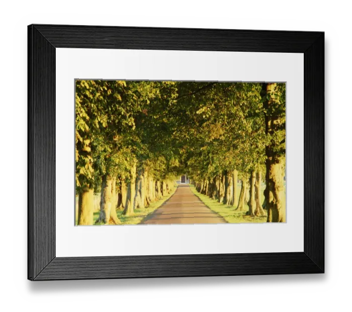 Framed Print : Avenue of trees, Gloucestershire, England, UK Framed Print : Avenue of trees, Gloucestershire, England, UK
