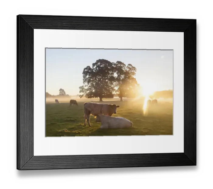 Framed Print : Cows in field, sunrise, Usk Valley, South Wales, UK Framed Print : Cows in field, sunrise, Usk Valley, South Wales, UK