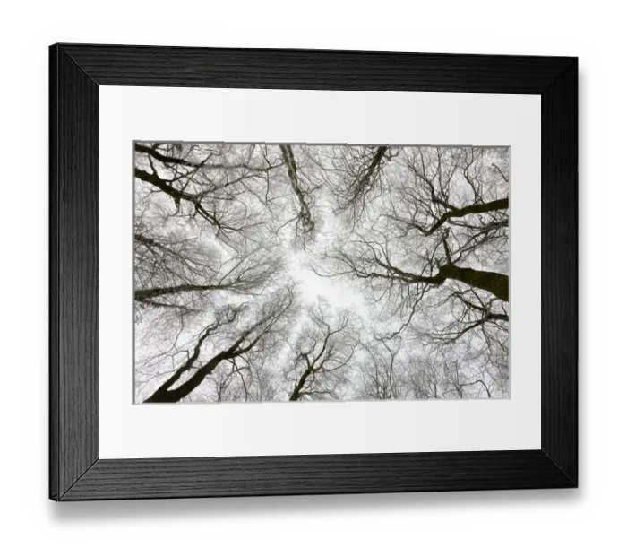 Framed Print : Looking up at winter tree canopy, Gloucestershire, England, UK Framed Print : Looking up at winter tree canopy, Gloucestershire, England, UK