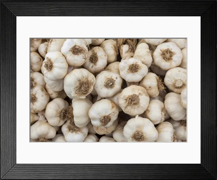 Framed Print : Garlic (Allium sativum) for sale at market, United kingdome Framed Print : Garlic (Allium sativum) for sale at market, United kingdome