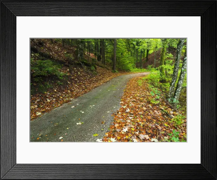 Framed Print : Park road through mixed forest, Plitvice Lakes National Park, Croatia