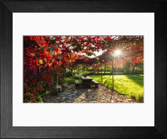 Framed Print : Sunlight through autumn grape vines, Korana Village, Plitvice Lakes National Park Framed Print : Sunlight through autumn grape vines, Korana Village, Plitvice Lakes National Park