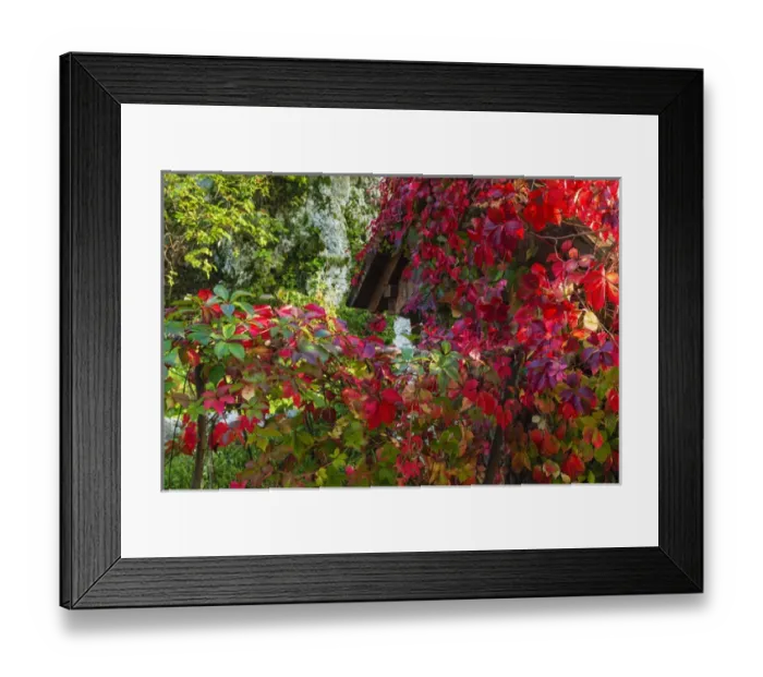 Framed Print : Autumn vines, Korana Village, Plitvice Lakes National Park, Croatia Framed Print : Autumn vines, Korana Village, Plitvice Lakes National Park, Croatia