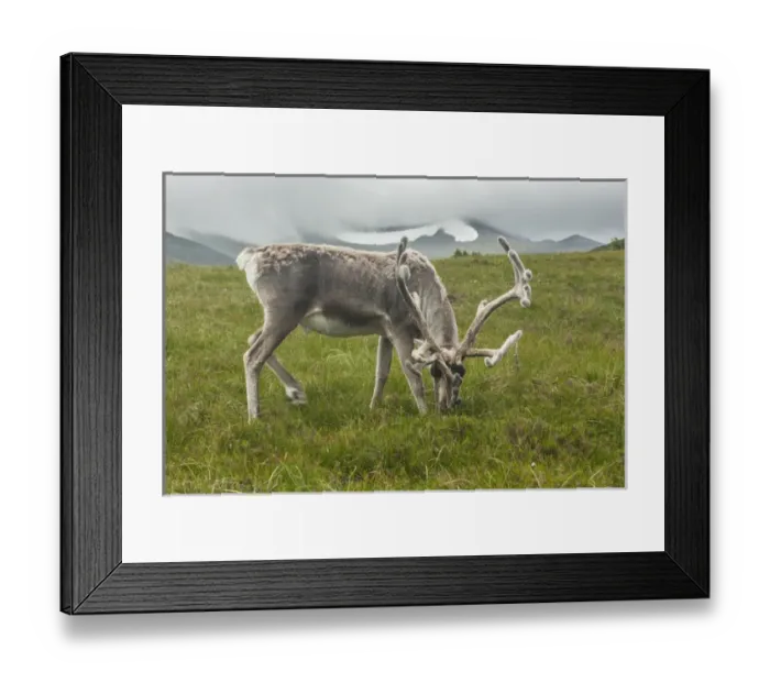 Framed Print : Europe, Scotland, Cairngorm National Park Framed Print : Europe, Scotland, Cairngorm National Park