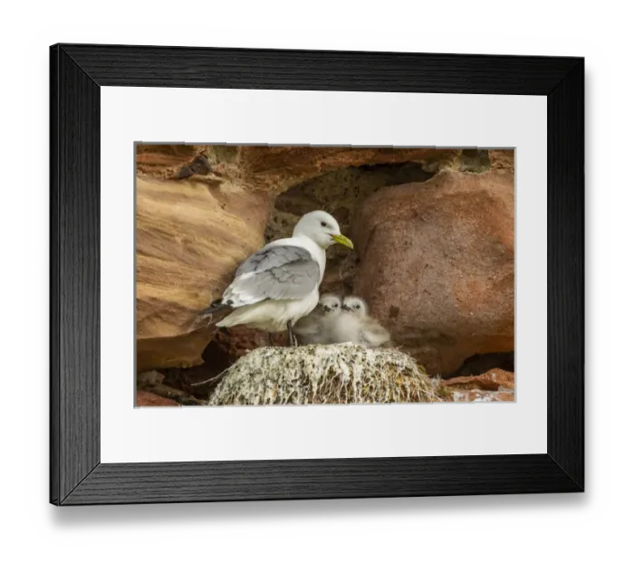 Framed Print : Europe, Scotland, Dunbar. Kitiwake parent and chicks Framed Print : Europe, Scotland, Dunbar. Kitiwake parent and chicks