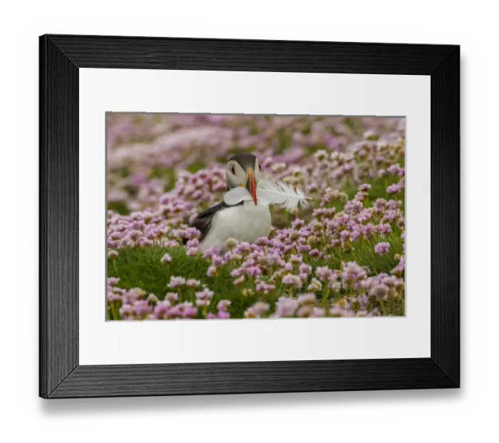 Framed Print : Europe, Scotland, Shetland Islands. Atlantic puffin with feather in beak. Credit as Framed Print : Europe, Scotland, Shetland Islands. Atlantic puffin with feather in beak. Credit as