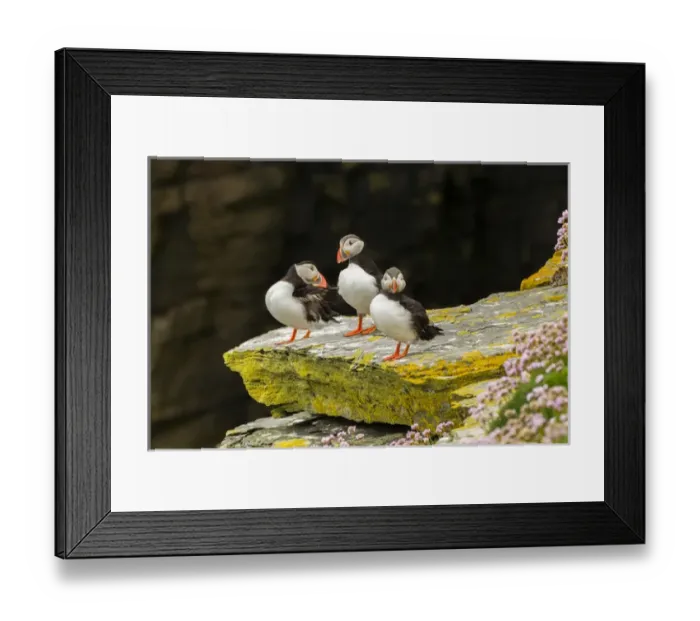 Framed Print : Europe, Scotland, Shetland Islands. Atlantic puffins on ledge Framed Print : Europe, Scotland, Shetland Islands. Atlantic puffins on ledge