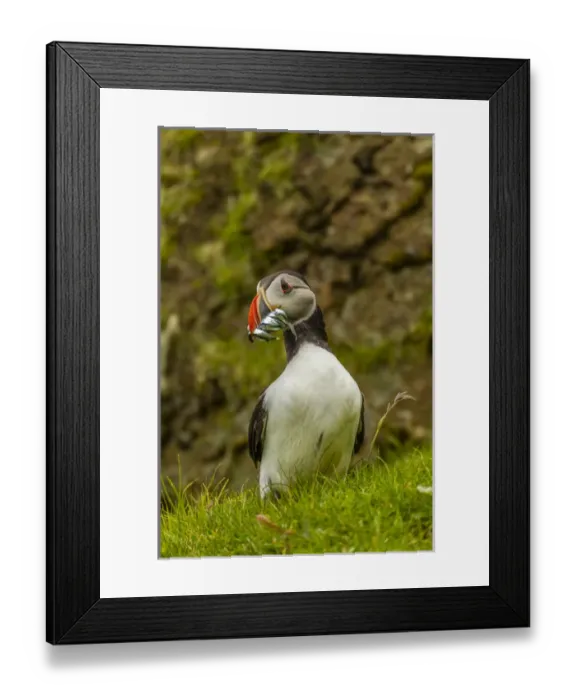 Framed Print : Europe, Scotland, Shetland Islands. Atlantic puffin with beak full of fish. Credit as Framed Print : Europe, Scotland, Shetland Islands. Atlantic puffin with beak full of fish. Credit as