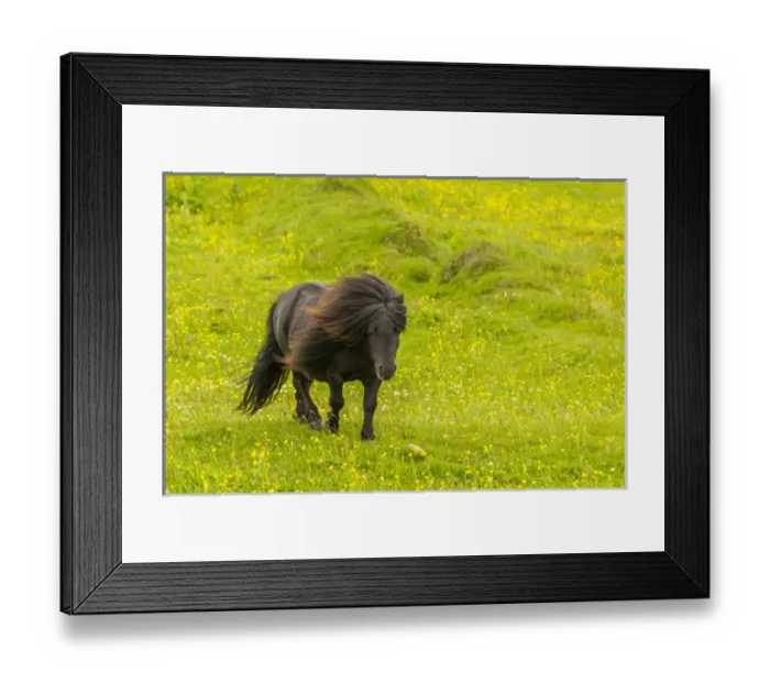 Framed Print : Europe, Scotland, Shetland Islands. Shetland pony in field Framed Print : Europe, Scotland, Shetland Islands. Shetland pony in field
