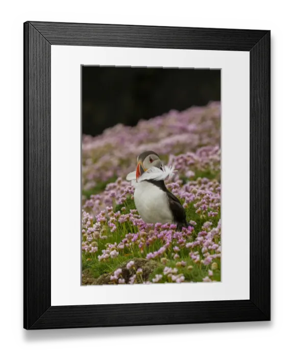 Framed Print : Europe, Scotland, Shetland Islands. Atlantic puffin with feather in beak. Credit as