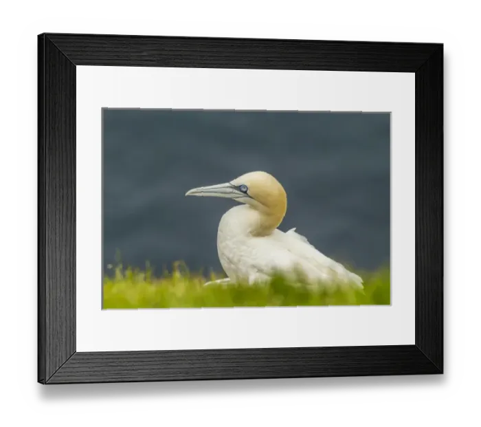 Framed Print : Europe, Scotland, Shetland Islands. Close-up of northern gannet Framed Print : Europe, Scotland, Shetland Islands. Close-up of northern gannet