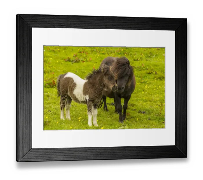 Framed Print : Europe, Scotland, Shetland Islands. Shetland pony mother and offspring. Credit as Framed Print : Europe, Scotland, Shetland Islands. Shetland pony mother and offspring. Credit as