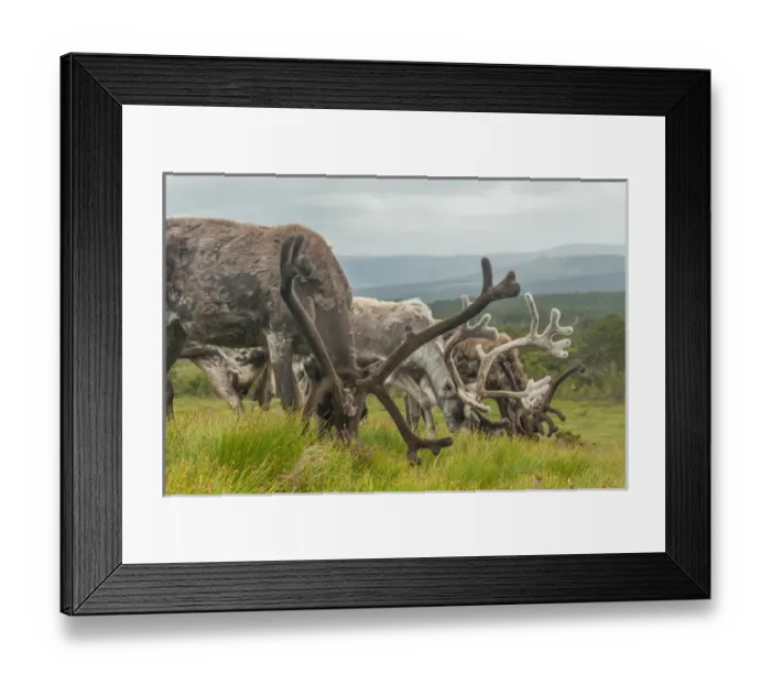 Framed Print : Europe, Scotland, Cairngorm National Park