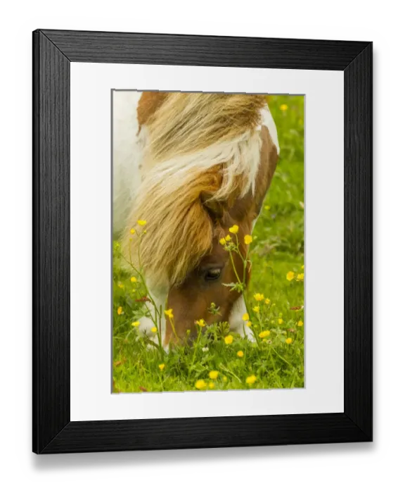 Framed Print : Europe, Scotland, Shetland Islands. Shetland pony eating Framed Print : Europe, Scotland, Shetland Islands. Shetland pony eating