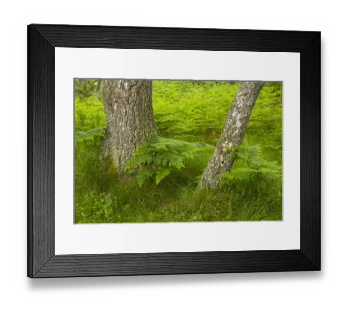 Framed Print : Europe, Scotland, Cairngorm National Park Framed Print : Europe, Scotland, Cairngorm National Park