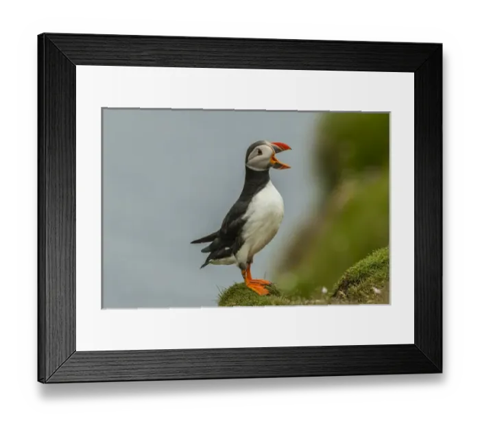 Framed Print : Europe, Scotland, Shetland Islands. Atlantic puffin calling Framed Print : Europe, Scotland, Shetland Islands. Atlantic puffin calling