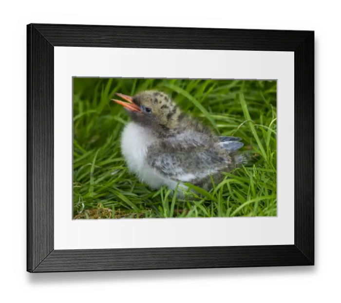 Framed Print : Europe, England, Farne Islands. Arctic tern chick Framed Print : Europe, England, Farne Islands. Arctic tern chick
