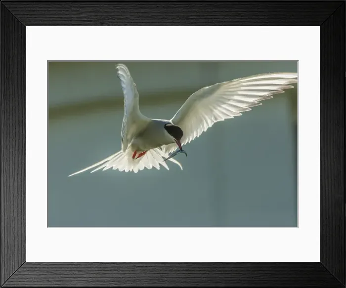Framed Print : Europe, England, Farne Islands. Arctic tern with fish Framed Print : Europe, England, Farne Islands. Arctic tern with fish