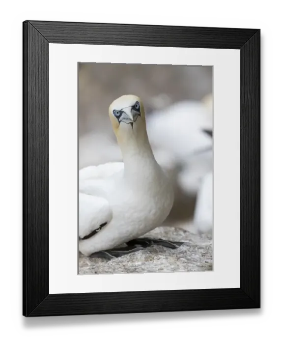 Framed Print : Northern Gannet (Morus bassanus) in the cliffs of Hermaness bird reserve on the island of Unst Framed Print : Northern Gannet (Morus bassanus) in the cliffs of Hermaness bird reserve on the island of Unst