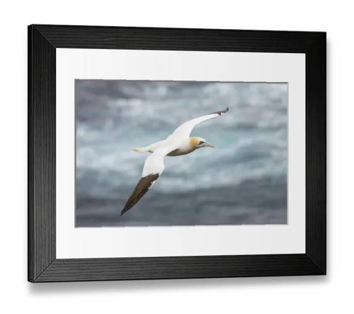 Framed Print : Northern Gannet (Morus bassanus) in the cliffs of Hermaness bird reserve on the island of Unst Framed Print : Northern Gannet (Morus bassanus) in the cliffs of Hermaness bird reserve on the island of Unst