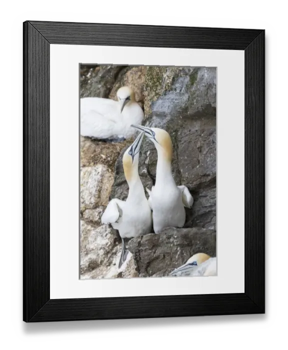 Framed Print : Northern Gannet (Morus bassanus) in the cliffs of Hermaness bird reserve on the island of Unst Framed Print : Northern Gannet (Morus bassanus) in the cliffs of Hermaness bird reserve on the island of Unst