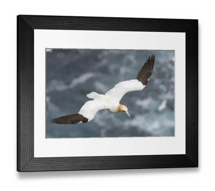 Framed Print : Northern Gannet (Morus bassanus) in the cliffs of Hermaness bird reserve on the island of Unst Framed Print : Northern Gannet (Morus bassanus) in the cliffs of Hermaness bird reserve on the island of Unst