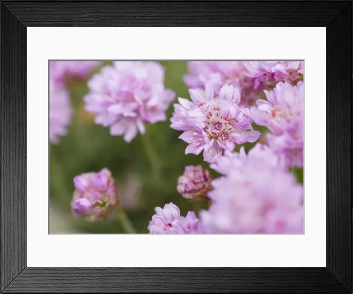 Framed Print : Thrift or sea Thrift or Sea Pink (Armeria Maritima), Shetland Islands. Europe, northern europe Framed Print : Thrift or sea Thrift or Sea Pink (Armeria Maritima), Shetland Islands. Europe, northern europe