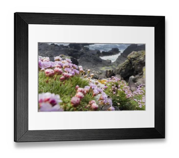 Framed Print : Thrift or sea Thrift or Sea Pink (Armeria Maritima), Shetland Islands. Europe, northern europe Framed Print : Thrift or sea Thrift or Sea Pink (Armeria Maritima), Shetland Islands. Europe, northern europe