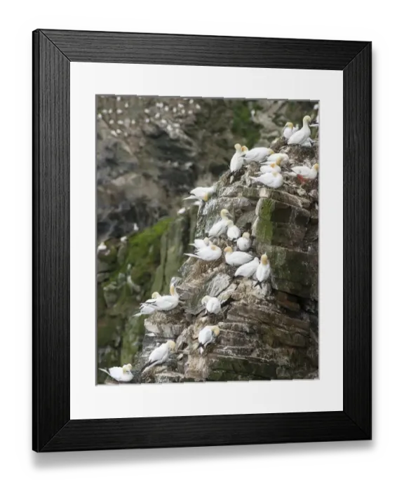Framed Print : Northern Gannet (Morus bassanus) in the cliffs of Hermaness bird reserve on the island of Unst Framed Print : Northern Gannet (Morus bassanus) in the cliffs of Hermaness bird reserve on the island of Unst