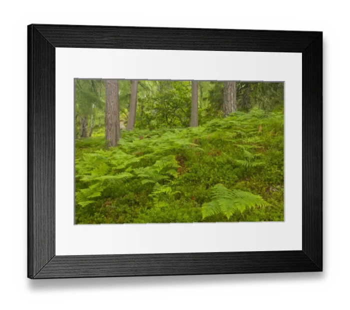 Framed Print : Europe, Scotland, Cairngorm National Park