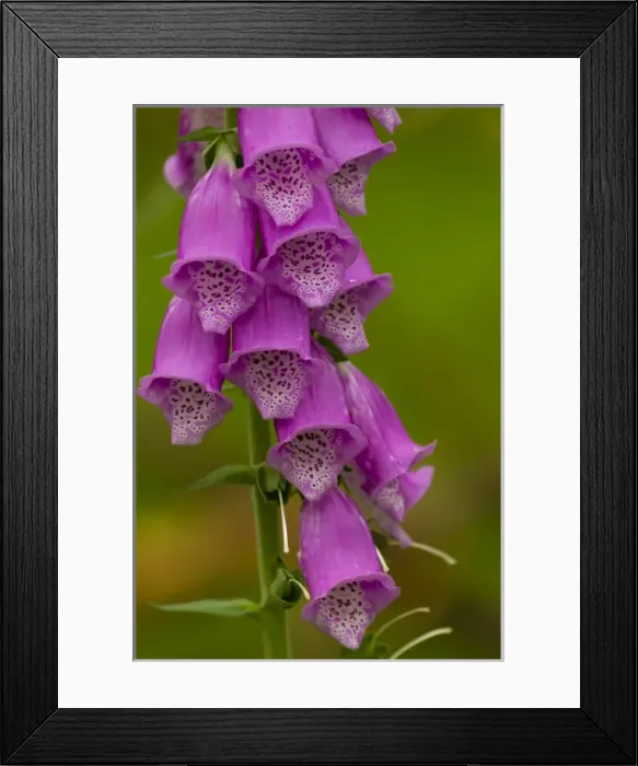 Framed Print : Europe, Scotland, Cairngorm National Park. Close-up of foxglove flowers. Credit as Framed Print : Europe, Scotland, Cairngorm National Park. Close-up of foxglove flowers. Credit as