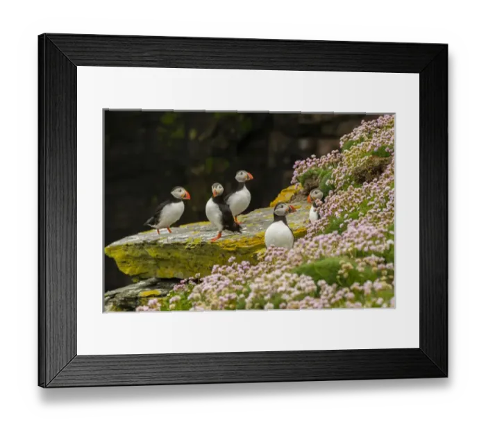 Framed Print : Europe, Scotland, Shetland Islands. Atlantic puffins on ledge Framed Print : Europe, Scotland, Shetland Islands. Atlantic puffins on ledge